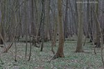 Wald