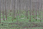 Wald
