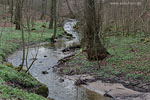 Wald