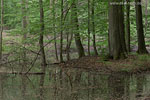 Wald