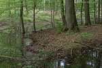 Wald