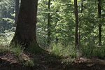 Wald