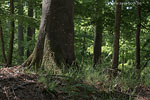 Wald