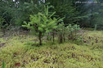 Wald