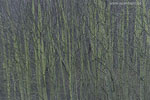 Wald