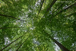Wald