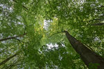 Wald