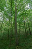 Wald