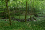 Wald
