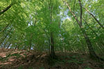 Wald