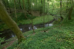 Wald