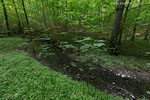 Wald