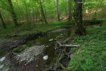 Wald