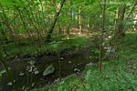 Wald