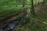 Wald