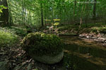 Wald