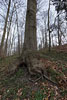 Wald