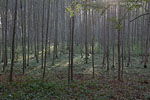 Wald