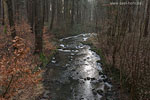 Wald