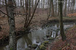 Wald