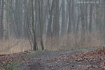 Wald