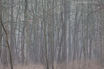Wald