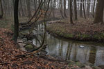 Wald