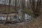 Wald