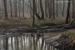 Wald