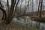 Wald