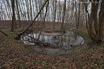 Wald