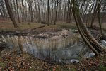 Wald