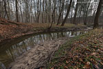 Wald