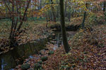 Wald
