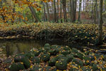 Wald