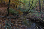 Wald