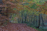 Wald