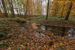 Wald