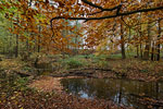 Wald