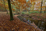 Wald