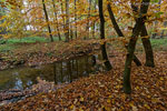 Wald
