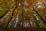Wald