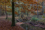 Wald