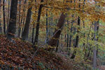 Wald