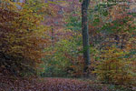 Wald