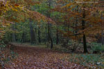Wald