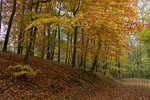 Wald
