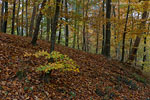 Wald