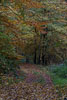 Wald