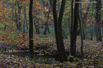 Wald